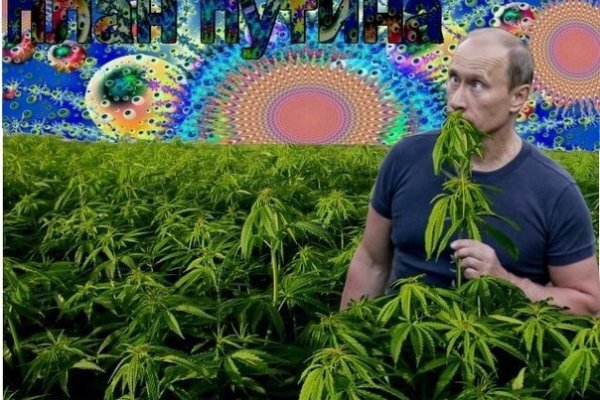Kraken как найти ссылку